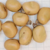 Click for 2 image(s) for this accession. Image