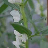 Click for 3 image(s) for this accession. Image