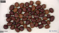 Click for 8 image(s) for this accession. seed