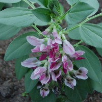 Click for 2 image(s) for this accession. Image