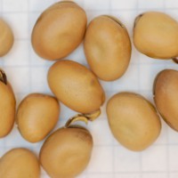 Click for 3 image(s) for this accession. Image