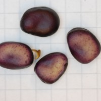 Click for 3 image(s) for this accession. Image