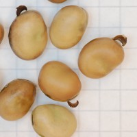 Click for 3 image(s) for this accession. Image