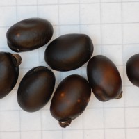 Click for 4 image(s) for this accession. Image