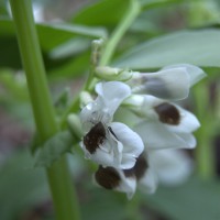 Click for 4 image(s) for this accession. Image