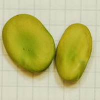 Click for 1 image(s) for this accession. Image