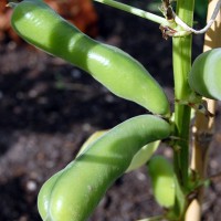 Click for 6 image(s) for this accession. Image