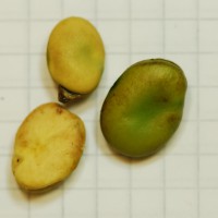 Click for 3 image(s) for this accession. Image