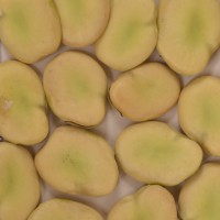 Click for 1 image(s) for this accession. Image