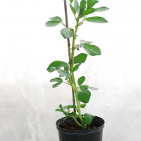 Click for 7 image(s) for this accession. Image