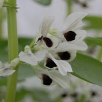 Click for 6 image(s) for this accession. Image