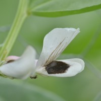 Click for 2 image(s) for this accession. Image
