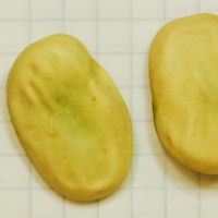 Click for 2 image(s) for this accession. Image