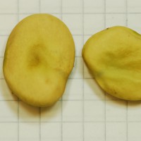 Click for 6 image(s) for this accession. Image