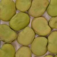 Click for 1 image(s) for this accession. Image