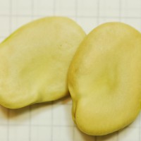 Click for 2 image(s) for this accession. Image