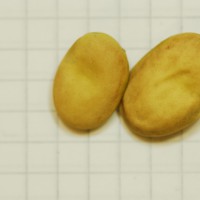 Click for 8 image(s) for this accession. Image