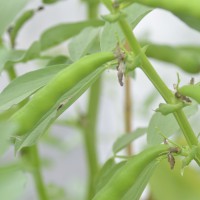 Click for 4 image(s) for this accession. Image