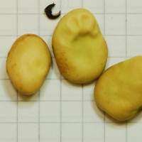 Click for 2 image(s) for this accession. Image