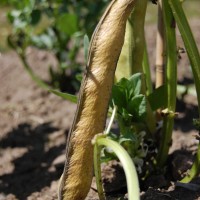 Click for 8 image(s) for this accession. Image