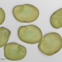 Click for 9 image(s) for this accession. Image