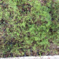 Click for 2 image(s) for this accession. Image