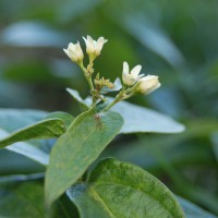 Click for 1 image(s) for this accession. Image