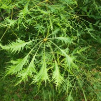 Click for 1 image(s) for this accession. Image