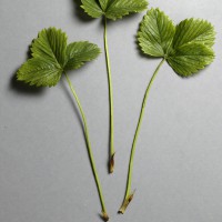 Click for 4 image(s) for this accession. Image