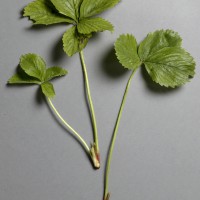 Click for 2 image(s) for this accession. Image