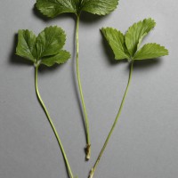 Click for 4 image(s) for this accession. Image