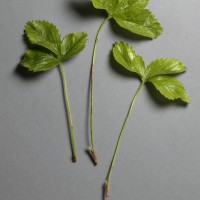 Click for 4 image(s) for this accession. Image