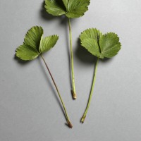 Click for 4 image(s) for this accession. Image