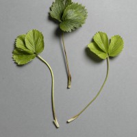 Click for 2 image(s) for this accession. Image