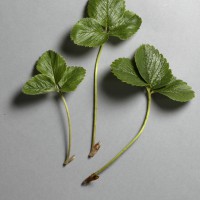 Click for 5 image(s) for this accession. Image