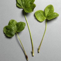 Click for 5 image(s) for this accession. Image