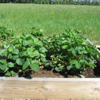 Click for 2 image(s) for this accession. Image