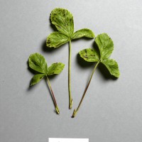 Click for 4 image(s) for this accession. Image