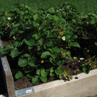 Click for 1 image(s) for this accession. Image