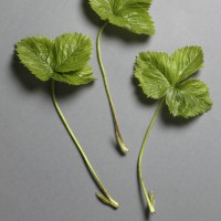 Click for 2 image(s) for this accession. Image