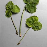 Click for 4 image(s) for this accession. Image