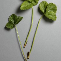 Click for 5 image(s) for this accession. Image