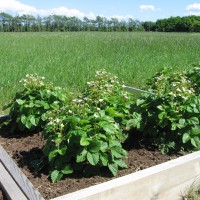 Click for 2 image(s) for this accession. Image