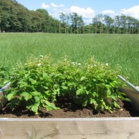 Click for 2 image(s) for this accession. Image