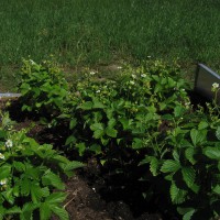 Click for 2 image(s) for this accession. Image