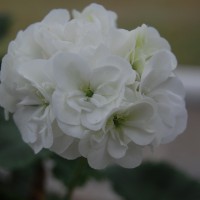 Click for 1 image(s) for this accession. Image