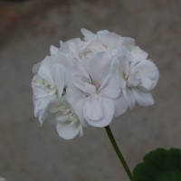 Click for 1 image(s) for this accession. Image