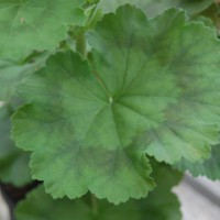 Click for 1 image(s) for this accession. Image