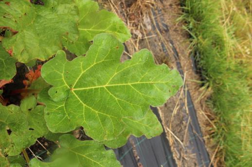 Click for 5 image(s) for this accession.