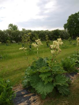 Click for 1 image(s) for this accession.